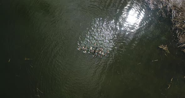 Ducks swim in the pond
