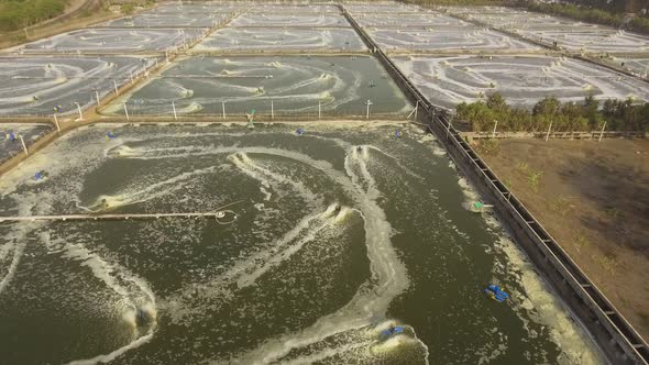 Shrimp Farming in Indonesia