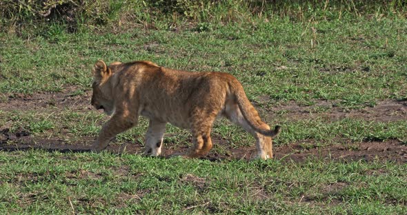 African Lion, panthera leo, cub Walking, Masai Mara Park in Kenya, Real Time 4K