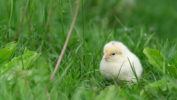 Little Yellow Chick Sitting in the Grass on a Background of Green Grass