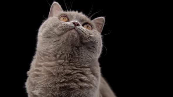 Interested Muzzle of a Scottish Cat Closeup on a Black Background