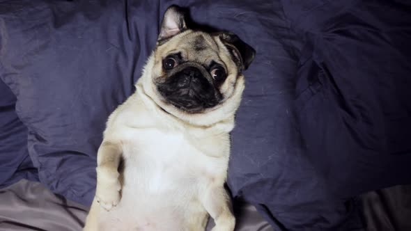 Pug Dog Resting and Yawn in Bed on a Pillow on His Back, Falls Asleep, Tired and Lazy