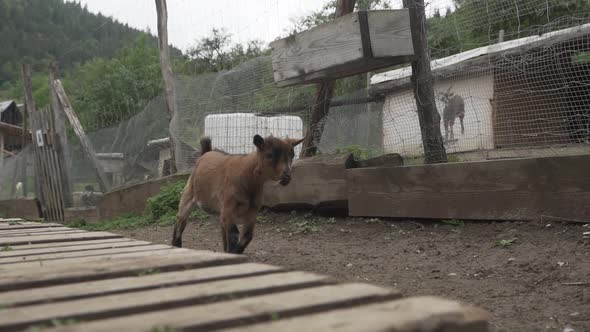 Small brown goat with horns walking next to wooden path. Little baby goat eating grass on a cloudy d