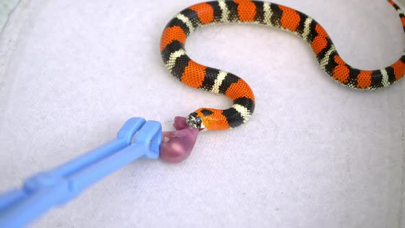 Tricolor Hognose snake getting mouse from tongs
