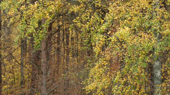 Yellow Autumn Leaves Falling From Birch Trees