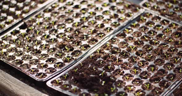 Agriculture - Flower Seedlings in Greenhouse