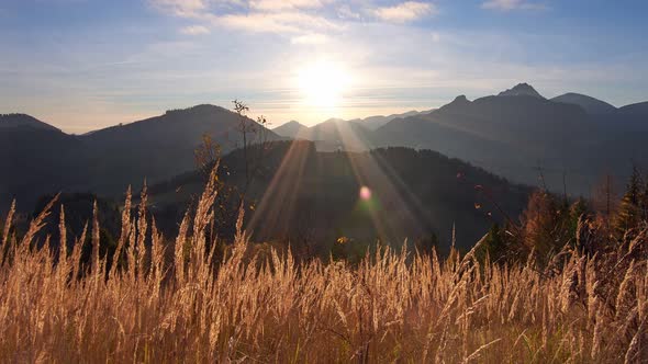 Dry Grass in Golden Light the Rays of the Sun Illuminate the Grass