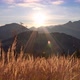 Dry Grass in Golden Light the Rays of the Sun Illuminate the Grass - VideoHive Item for Sale