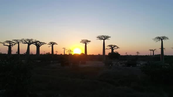 Avenue Of The Baobabs Morondava Madagascar 35