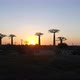 Avenue Of The Baobabs Morondava Madagascar 35 - VideoHive Item for Sale