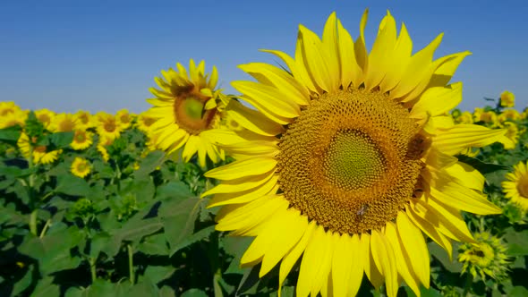 Bee on Beautiful Sunflower. Cultivation of Varieties for Vegetable Oils