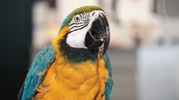 Colorful Parrot with Bright Plumage of Blue Yellow Green and White Color