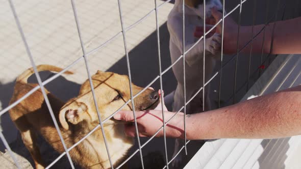 Abandoned dog locked up in a shelter