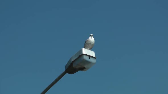 Lonely Bird Is Standing On The Electric Pole And Looking Around