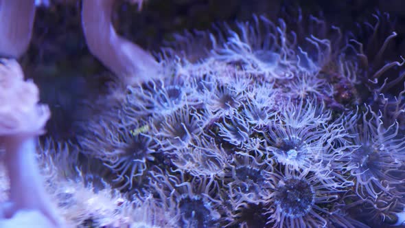 Soft Corals in Aquarium. Closeup Anthelia and Euphyllia Corals in Clean Blue Water. Marine