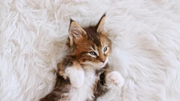 Gray Striped Kitten Sleeping