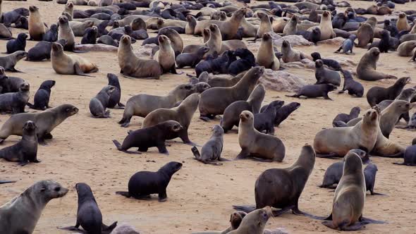 A huge seal colony in Namibia