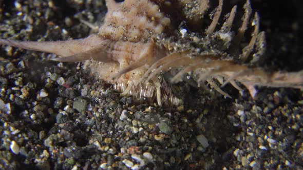 Murex snail crawling over sandy ocean floor at night.