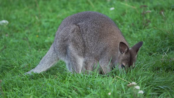 Bennett's Tree-kangaroo Eats Grass. Dendrolagus Bennettianus Grazing in the Meadow.