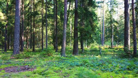 Morning In A Pine Forest