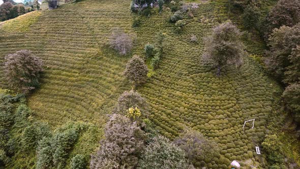 Fresh tea trees grow on green hills plantations