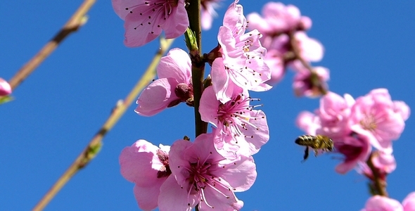 Bees and Flowers 2 alt