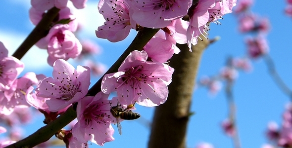 Bees and Flowers 3 alt