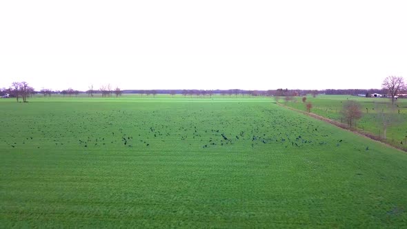 Aerial View of a Flock of Birds Swarming and Flying Around the Drone Over an Agricultural Field