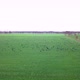 Aerial View of a Flock of Birds Swarming and Flying Around the Drone Over an Agricultural Field - VideoHive Item for Sale