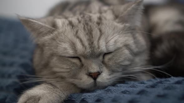 British Gray Cat Sleeps on the Bed in the Bedroom