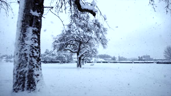 Snow Capped Forest Trees in Cold Winter Season