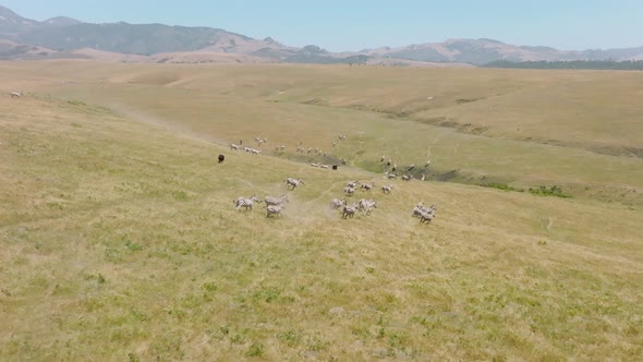 Aerial Slow Motion of Running Zebras Herd in Open Space Rancho California Park