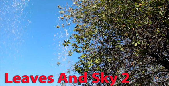 Leaves And Sky 2 