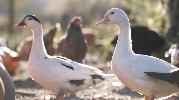 White geese at bird farm.
