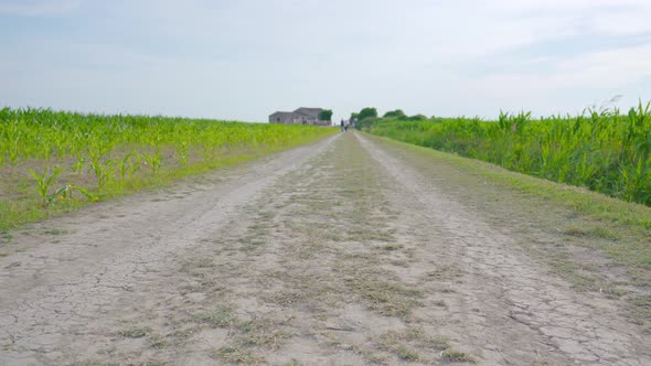 Dirt Road Between Green Corn Fields