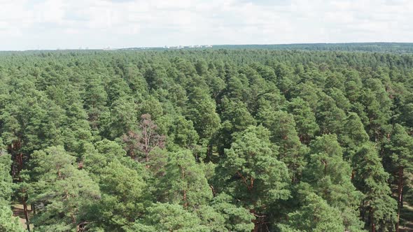 Dense Thicket of Pine Forest