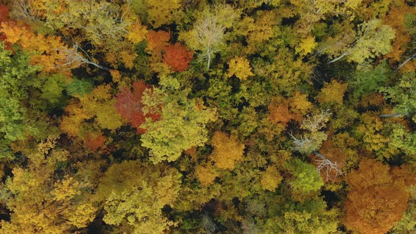 Drone Flies Over Colorful Autumn Trees. Beautiful Colorful Seasonal Foliage