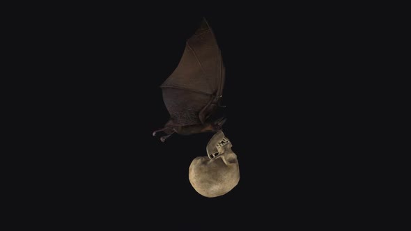 Bat with Skull - Flying Loop - Side View