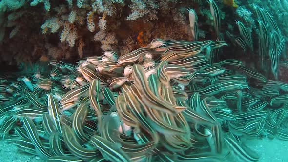 A school of Catfish swarm around the ocean floor and swim away when disturbed