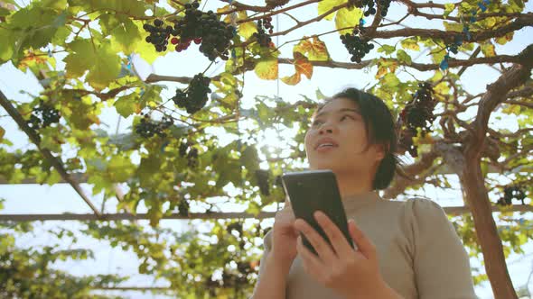 young asian female entrepreneur walking check quality control examine grape farm