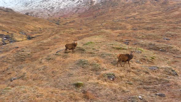 Majestic Red Deer Stags in Scotland Slow Motion