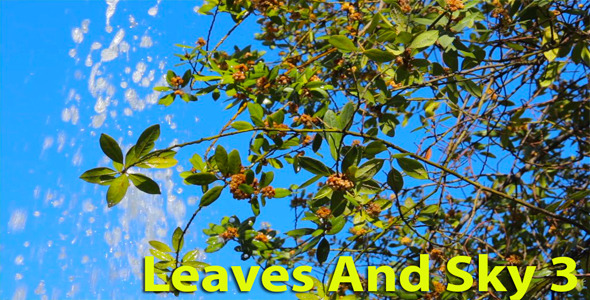 Leaves And Sky 3