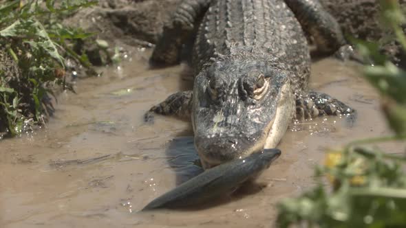 Alligator lifting fish out of water in extreme slow motion