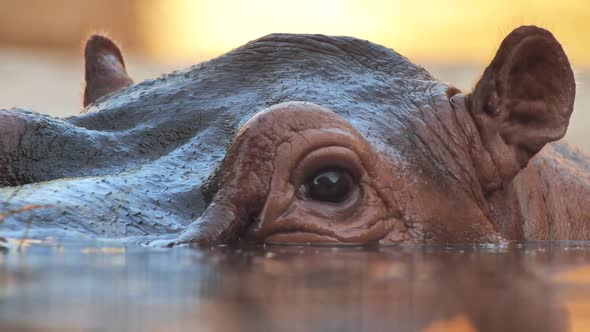 Hippo Swims in the River in the Evening.