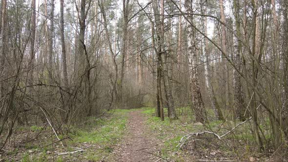 Road in the Forest During the Day Slow Motion