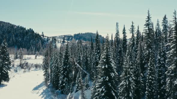 Cinematic drone flies through the trees, narrowly missing the tree tops, in winter