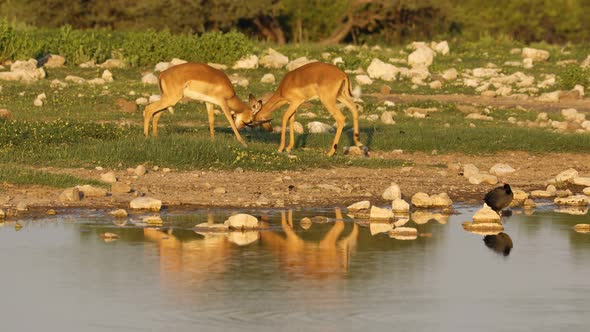 Imapala Antelopes Play Fighting - Etosha