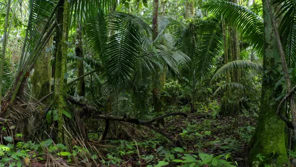 Moving forwards between the large, green fern leaves inside a tropical forest