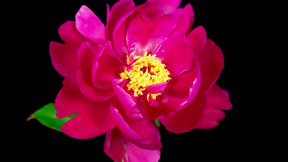 Time Lapse of Beautiful Pink Peony Flower Blooming