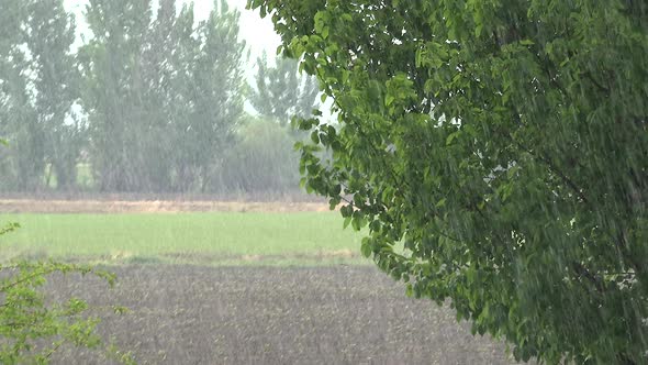 Heavy Rain On The Trees In The Moorland